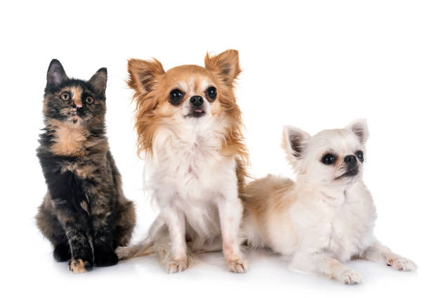 istock tricolor kitten  and chihuahua 1058248610