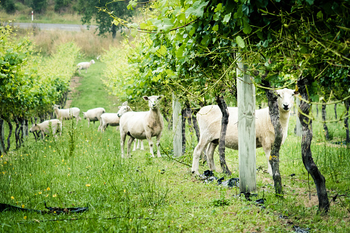 A flock of sheep curiously stare into the camera. There are a few adults and one young child. Sheep are plenty in New Zealand. They can be found everywhere. This image express curiosity and attention.