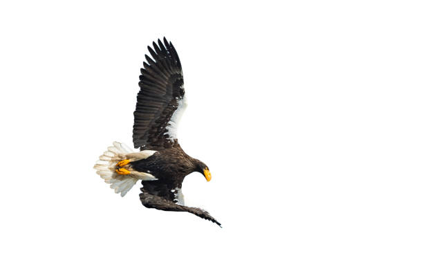 istock Adult Steller's sea eagle in flight. 1058250658