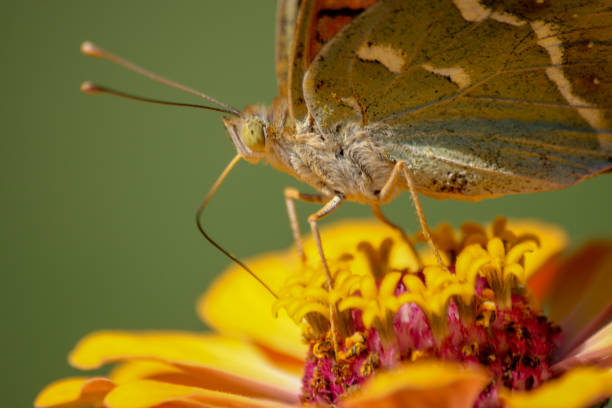 istock butterfly and macro eyes on yellow flower 1058250842
