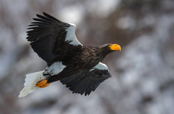 istock Adult Steller's sea eagle in flight. 1058250892