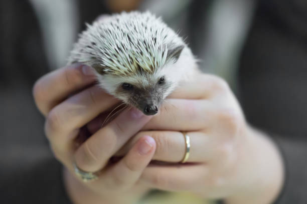 istock Small cute hedgehog in female hands. Atelerix albiventris 1058251108
