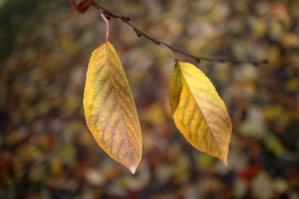 istock Autumn sunbathing leaves background 1058253438