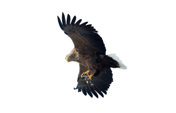 istock Adult White-tailed eagle with fish in flight. Isolated on White background. 1058257576