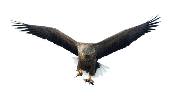 istock Adult White-tailed eagle with fish in flight. Isolated on White background. 1058257896