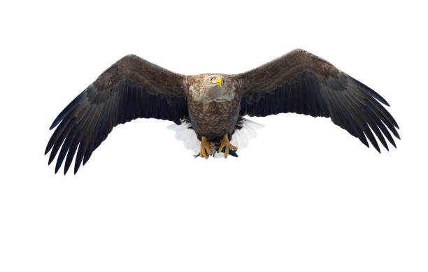 istock Adult White-tailed eagle with fish in flight. Isolated on White background. 1058257938