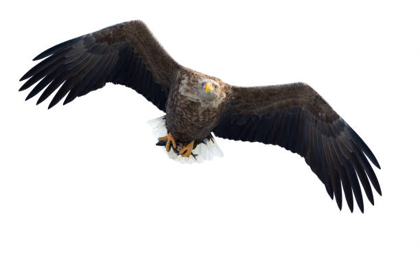 istock Adult White-tailed eagle with fish in flight. Isolated on White background. 1058257940