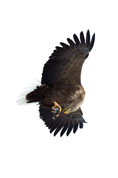 istock Adult White-tailed eagle with fish in flight. Isolated on White background. 1058257970
