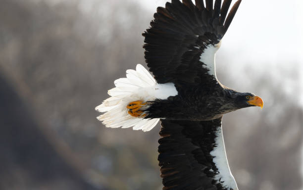 istock Adult Steller's sea eagle in flight. 1058258026