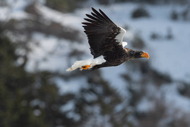 istock Adult Steller's sea eagle in flight. 1058258112