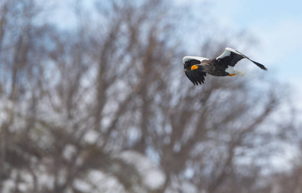 istock Adult Steller's sea eagle in flight. 1058258302