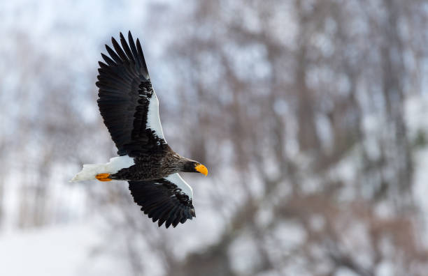 istock Adult Steller's sea eagle in flight. 1058258476