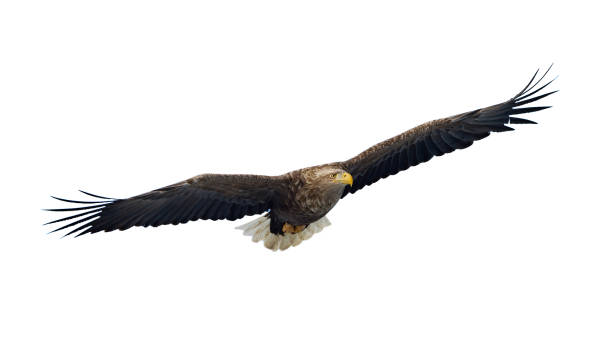 istock Adult White tailed eagle in flight. Isolated on White background. 1058258630