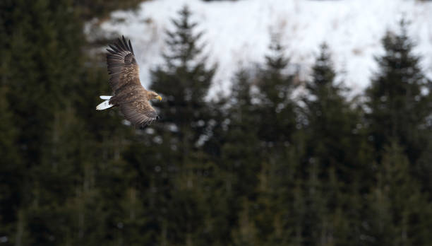 istock Adult White tailed eagle in flight. Mountain green forest background. 1058258640