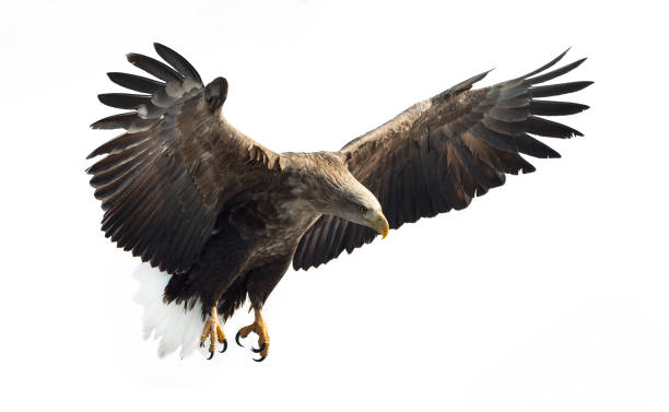 istock Adult White tailed eagle in flight. Isolated on White background. 1058258656