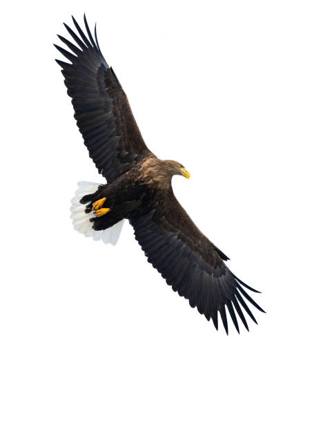 istock Adult White tailed eagle in flight. Isolated on White background. 1058258660