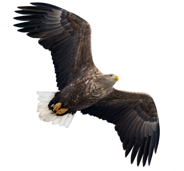 istock Adult White tailed eagle in flight. Isolated on White background. 1058258666