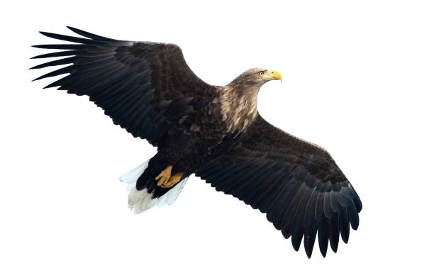 大人の白いオジロジカの飛行中のワシ。白い背景上に分離。 - white tailed eagle sea eagle eagle sea ストックフォトと画像