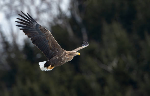 istock Adult White tailed eagle in flight. Mountain green forest background. 1058258776