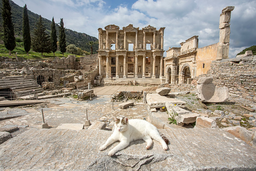 Travel concept photo; Turkey / Izmir / Selcuk Ephesus ancient city and cats