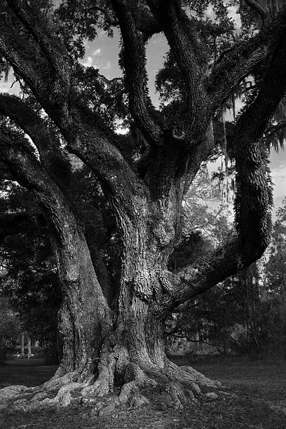 istock Rural Florida XXV 105825946