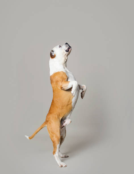 istock American Bulldog Jumping 1058259570