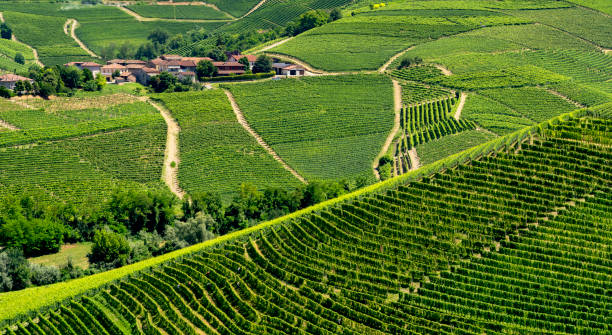 istock Vineyards near Barbaresco, Cuneo, in Langhe 1058262642
