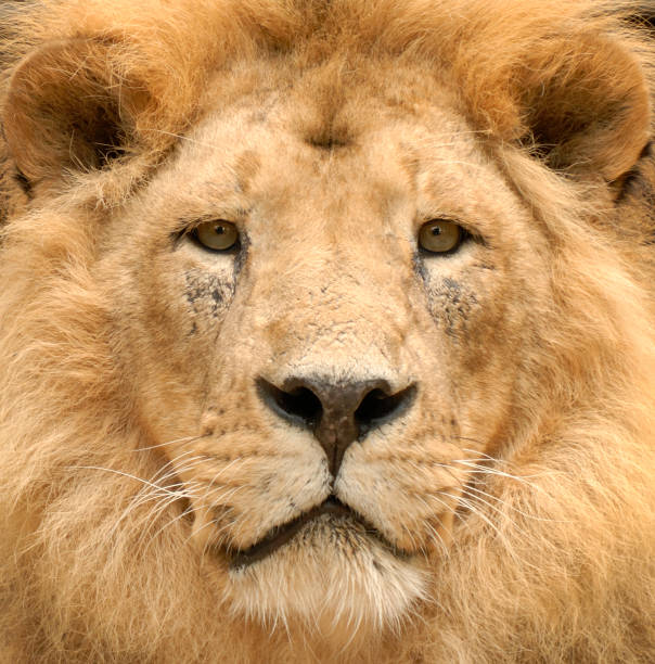 istock The lion's majestic gaze 105826556