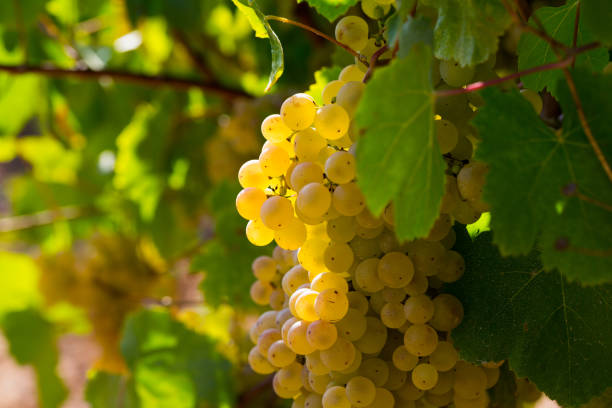 istock Ripe white grapes in vineyard 1058265930