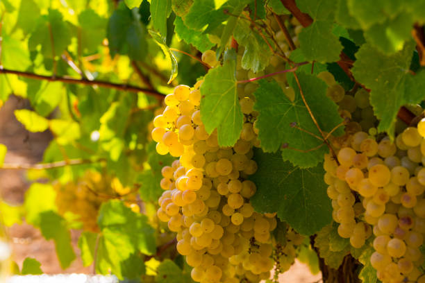 istock White grapes on branch on vineyard 1058265960