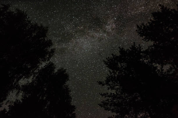 istock View of the stars through the tree branches on a summer night 1058267410