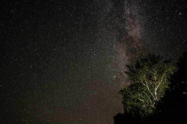 istock View of the stars through the tree branches on a summer night 1058267414