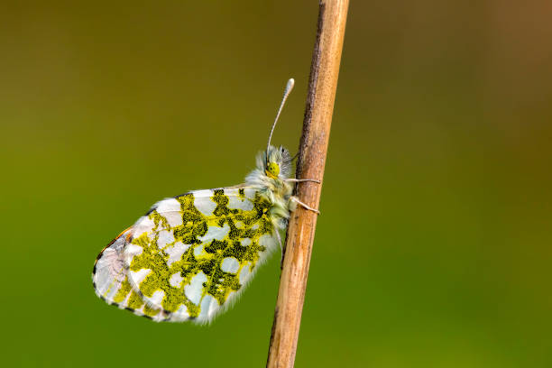 istock Beatiful butterfly on the various plant in nature. 1058273226