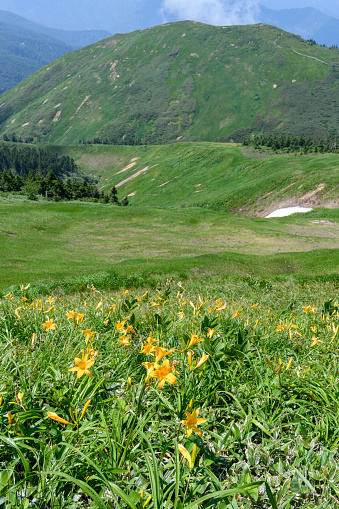 Hemerocallis dumortieri var.esculenta and Mt.Maemakihata