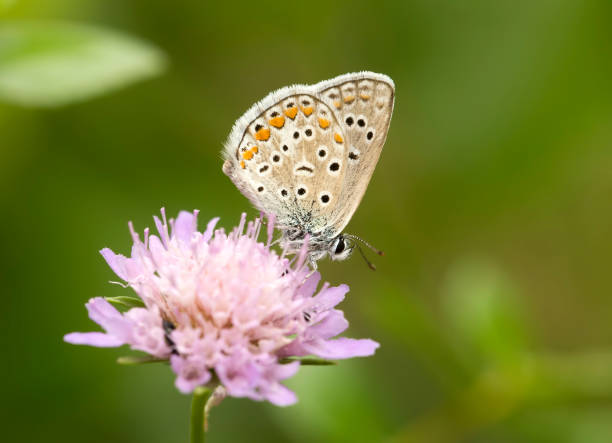 istock Beatiful butterfly on the various plant in nature. 1058273634