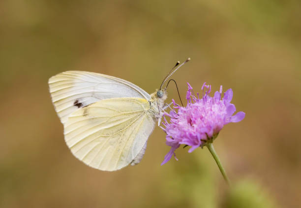 istock Beatiful butterfly on the various plant in nature. 1058273640