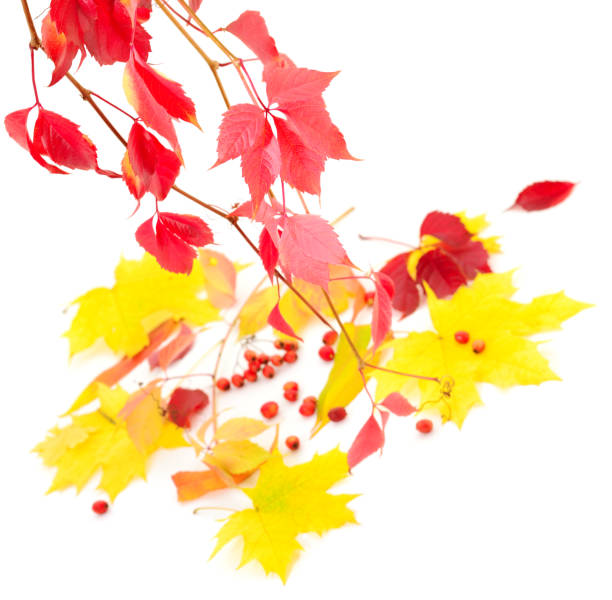 istock Colorful autumn leaves. 1058274222