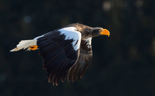 istock Adult Steller's sea eagle in flight. 1058276836