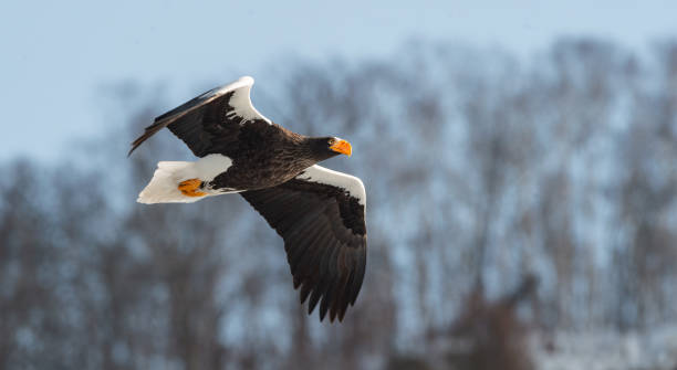 istock Adult Steller's sea eagle in flight. 1058276920