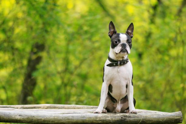 dog breed boston terrier sits on a bench in summer park stock photo