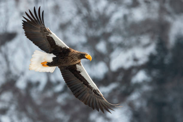 istock Adult Steller's sea eagle in flight. S 1058277006
