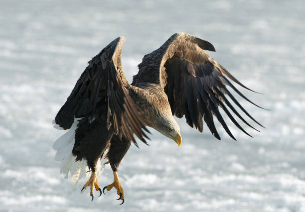 istock Adult White-tailed eagle is landing. 1058277298