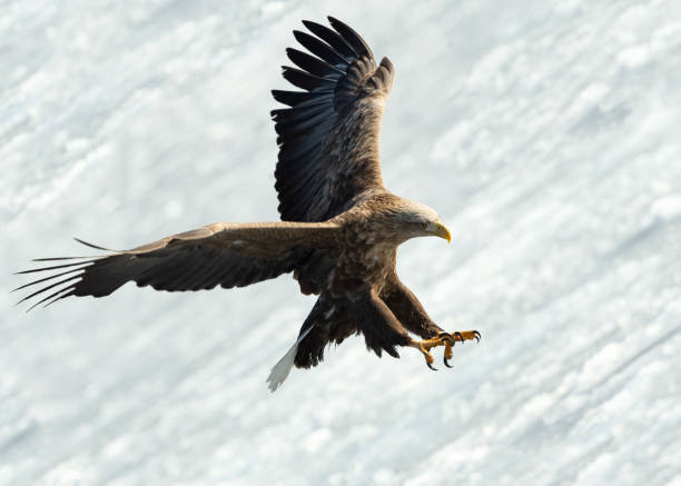 istock Adult White-tailed eagle is landing. 1058277388
