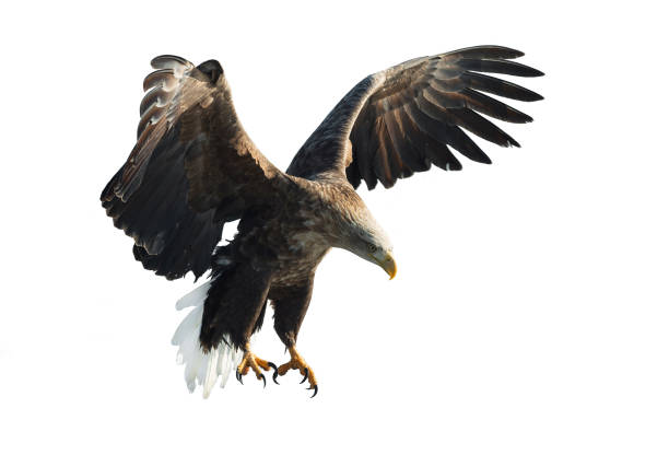 istock Adult White-tailed eagle in flight. 1058277504