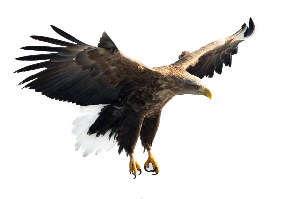 istock Adult White-tailed eagle in flight. 1058277550