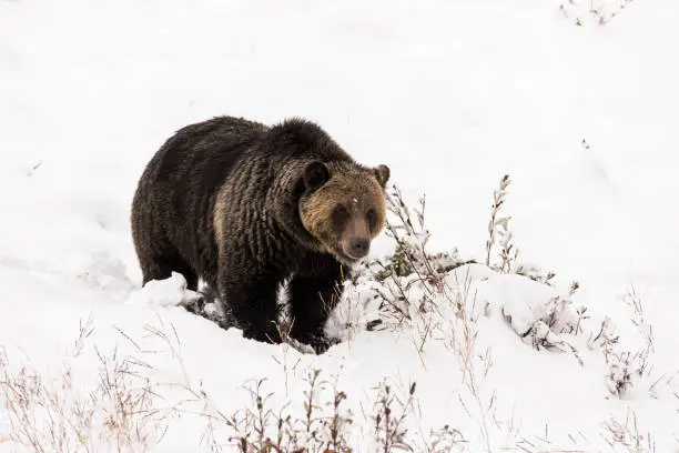 A beautiful young female grizzly foraging in the snow for roots to eat before hibernation