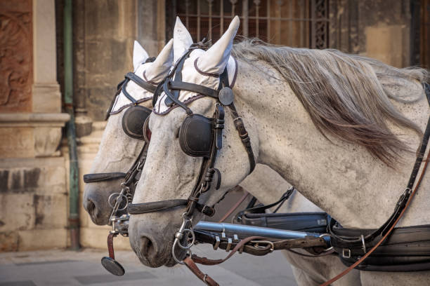 istock Head of horse in harness 1058278512