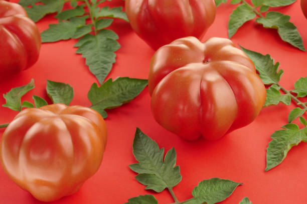 istock Tomato.Red ripe tomatoes and green leaves on a bright red background. Vegetable pattern.Tomato harvest 1058278620