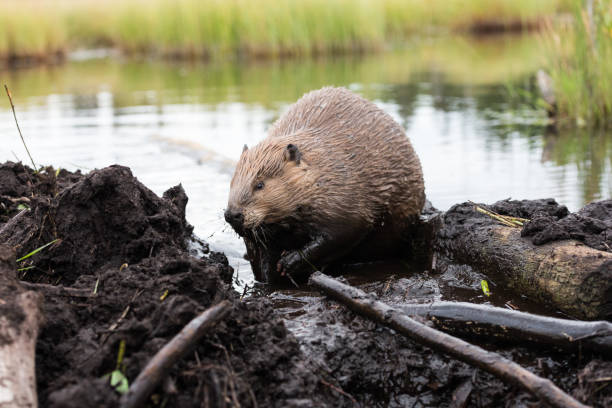 large beaver on the beaver dam a large beaver on its beaver dam with mud on its front. showing a frontal view of the beaver and its front feet beaver dam stock pictures, royalty-free photos & images