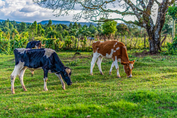 istock Dairy cows are grazing on lush green grass grass on a small holding in Lessos, Nandi Hills, Kenya. 1058282136